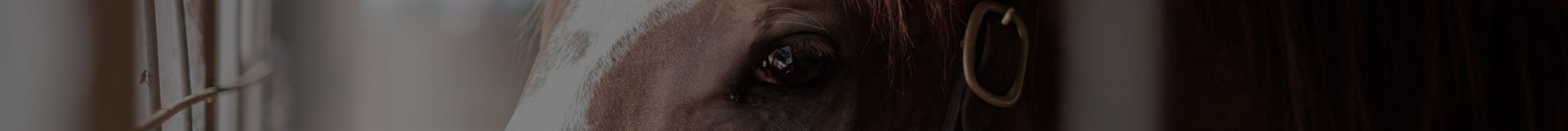 picture of horses eye with halter buckle