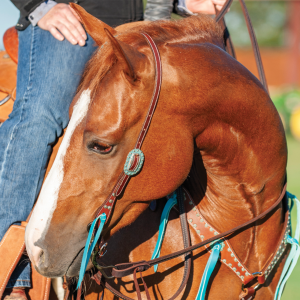 Martin Saddlery Headstall with turquoise and Copper Dots action shot