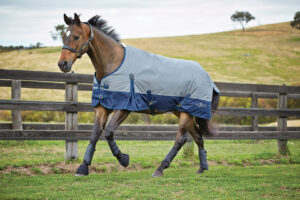 Saxon Medium Turnout Blanket - 600D Standard Neck