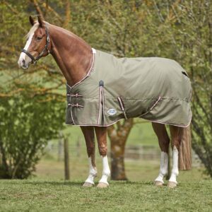 standing horse with the Weatherbeeta Medium Essential Turnout Blanket in Olive
