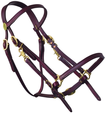 Tucker Halter Bridle